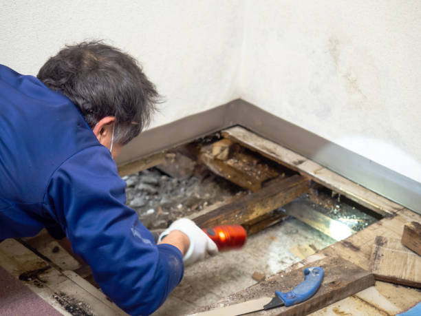 Best Residential Mold Removal  in Milmay, NJ