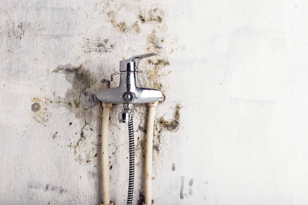 Best Mold Damage Repair  in Milmay, NJ