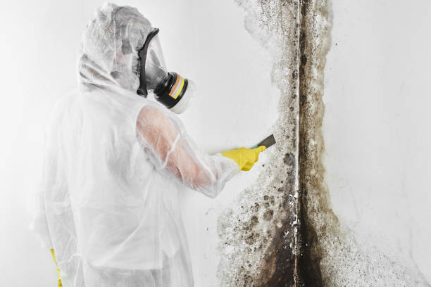 Best Professional Mold Removal  in Milmay, NJ