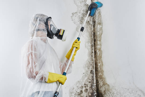 Best Mold Inspection  in Milmay, NJ