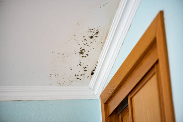 Best Commercial Mold Removal  in Milmay, NJ