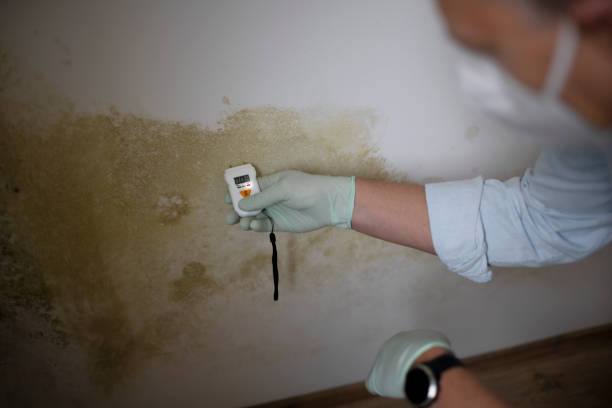 Best Attic Mold Removal  in Milmay, NJ