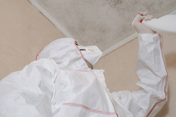 Best Mold Cleaning Services  in Milmay, NJ