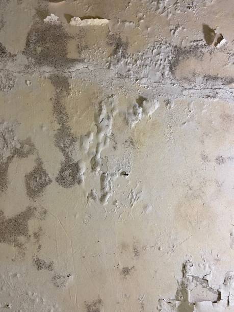 Milmay, NJ Mold Removal Company