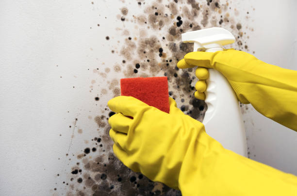 Best Certified Mold Removal  in Milmay, NJ