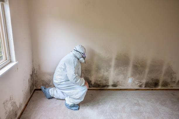 Crawl Space Mold Removal in Milmay, NJ