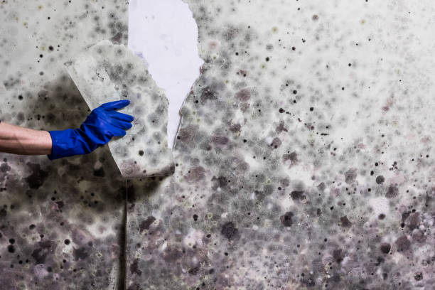 Best Mold Remediation  in Milmay, NJ