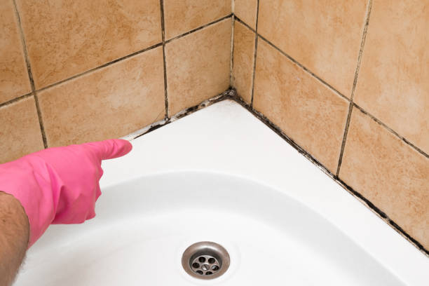 Best Same-Day Mold Removal  in Milmay, NJ